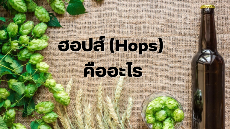 ฮอปส์ (Hops) คืออะไร สายพันธุ์ไหนที่นิยมมาทำเบียร์